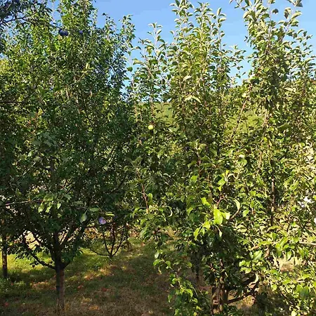 شقة Grand Ac With Garden & Parking سراييفو